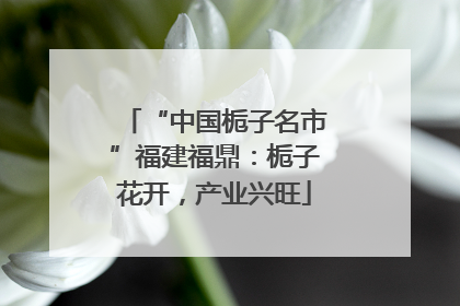 “中国栀子名市”福建福鼎：栀子花开，产业兴旺