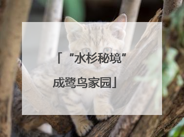 “水杉秘境”成鹭鸟家园