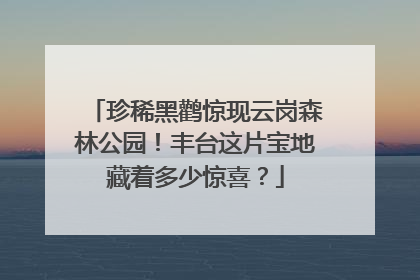 珍稀黑鹳惊现云岗森林公园！丰台这片宝地藏着多少惊喜？