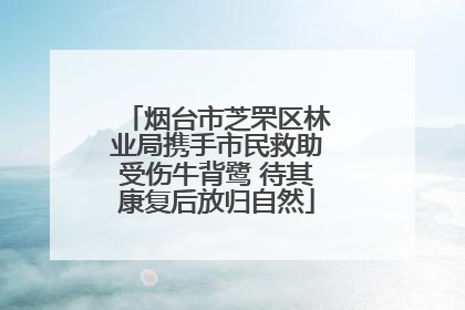 烟台市芝罘区林业局携手市民救助受伤牛背鹭 待其康复后放归自然