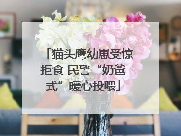 猫头鹰幼崽受惊拒食 民警“奶爸式”暖心投喂