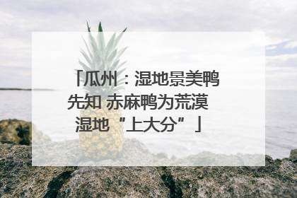 瓜州：湿地景美鸭先知 赤麻鸭为荒漠湿地“上大分”