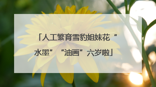 人工繁育雪豹姐妹花“水墨”“油画”六岁啦