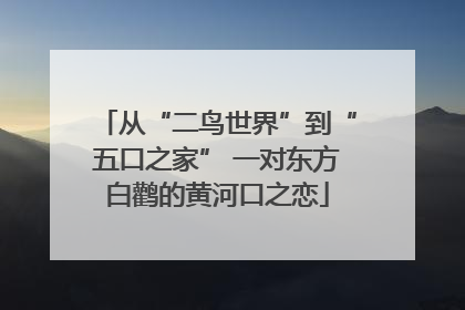 从“二鸟世界”到“五口之家” 一对东方白鹳的黄河口之恋