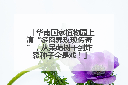 华南国家植物园上演“多肉界玫瑰传奇”，从呆萌树干到炸裂种子全是戏！