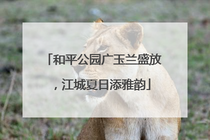 和平公园广玉兰盛放，江城夏日添雅韵