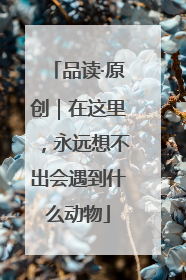 品读·原创｜在这里，永远想不出会遇到什么动物