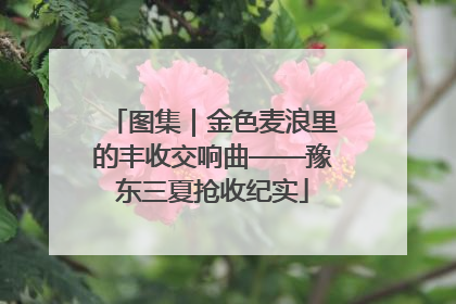 图集｜金色麦浪里的丰收交响曲——豫东三夏抢收纪实