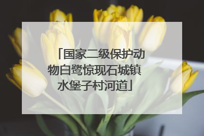 国家二级保护动物白鹭惊现石城镇水堡子村河道