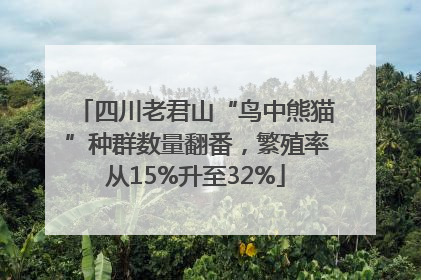 四川老君山“鸟中熊猫”种群数量翻番，繁殖率从15%升至32%