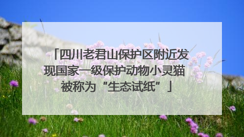 四川老君山保护区附近发现国家一级保护动物小灵猫 被称为“生态试纸”