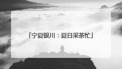 宁夏银川：夏日采茶忙