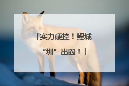 实力硬控！鲤城“圳”出圈！