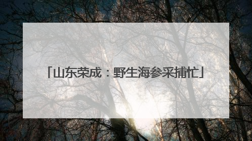山东荣成：野生海参采捕忙