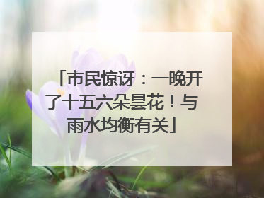 市民惊讶：一晚开了十五六朵昙花！与雨水均衡有关