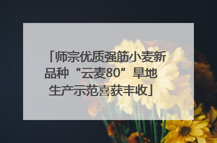 师宗优质强筋小麦新品种“云麦80”旱地生产示范喜获丰收