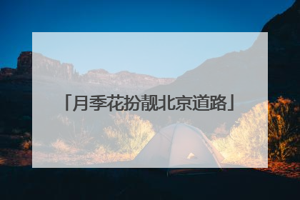 月季花扮靓北京道路