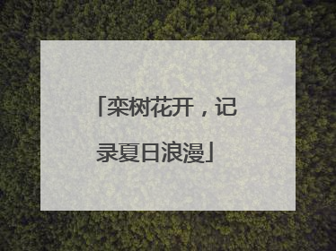 栾树花开，记录夏日浪漫