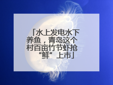 水上发电水下养鱼，青岛这个村百亩竹节虾抢“鲜”上市