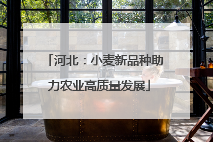 河北：小麦新品种助力农业高质量发展