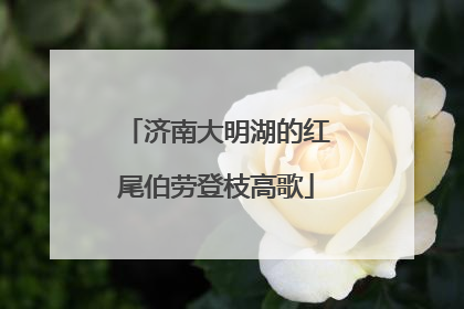 济南大明湖的红尾伯劳登枝高歌