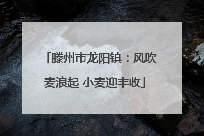 滕州市龙阳镇：风吹麦浪起 小麦迎丰收