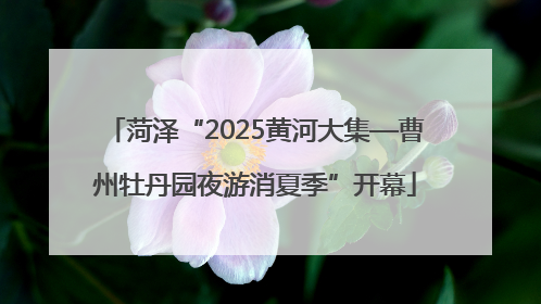 菏泽“2025黄河大集—曹州牡丹园夜游消夏季”开幕