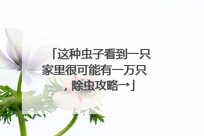 这种虫子看到一只家里很可能有一万只，除虫攻略→
