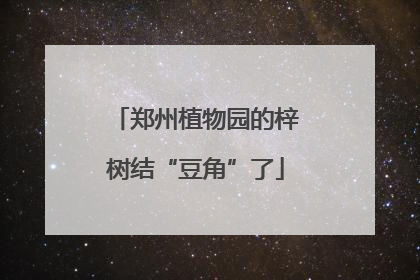 郑州植物园的梓树结“豆角”了