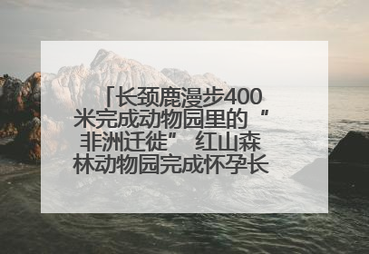 长颈鹿漫步400米完成动物园里的“非洲迁徙” 红山森林动物园完成怀孕长颈鹿步行转运