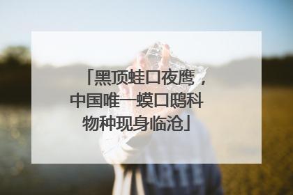 黑顶蛙口夜鹰，中国唯一蟆口鸱科物种现身临沧