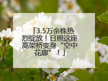 3.5万余株热烈绽放！日照这座高架桥变身“空中花廊”！